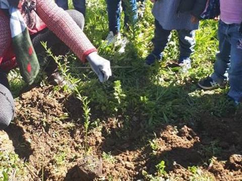 Tirar a jovem árvore do vaso para ser plantada